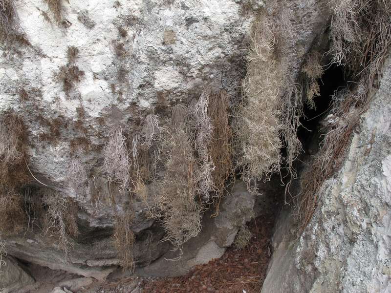 [Roccella allorgei]